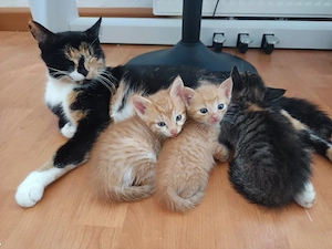Katzenbabys