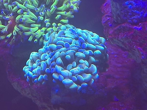 Euphyllia paraancora Hologram   Preis pro Kopf