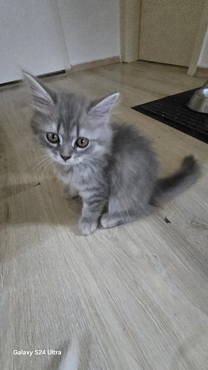 Weibliche Katze 