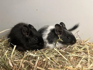 Degus, Degubabys, Degu suchen neue Körnergeber  