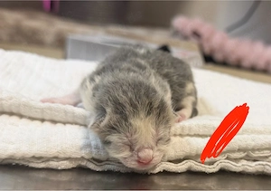Britisch Kurzhaar Kitten   