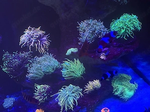 Euphyllia Glabrescens Preis pro kopf versand möglich  Bild 2