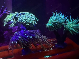 Euphyllia Glabrescens Preis pro kopf 