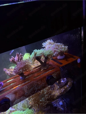 Euphyllia Glabrescens Preis pro kopf versand möglich  Bild 3