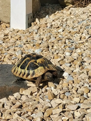 Verkaufe adulte weibliche griechische Landschildkröten 