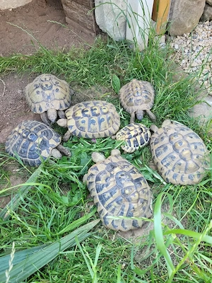Verkaufe adulte weibliche griechische Landschildkröten  Bild 2