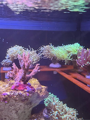 Euphyllia Glabrescens Preis pro kopf versand möglich  Bild 4