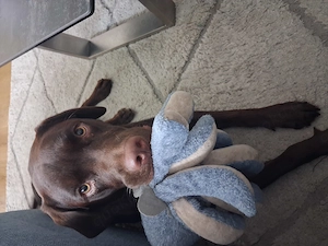 Labrador schoko braun