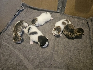 Süße Kitten abzugeben 