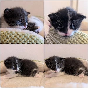 1 EHK MaineCoon Kater geb.01.08.26 Bild 5