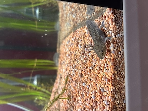 Axolotl Nachwuchs ca 7cm