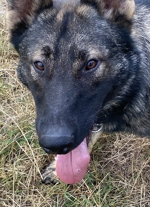 Deutscher Schäferhund - sozialer Jungrüde mit wölfischem Aussehen