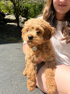 Liebevoller Goldendoodle Welpe sucht ein neues Zuhause