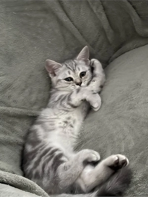 katzen bkh 