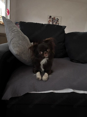 Deckrüde Chihuahua 