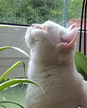 Weisser BKH Kater
