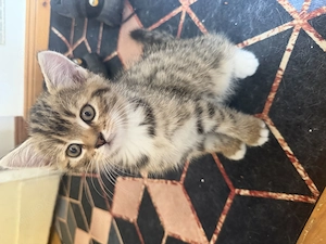 Babykatzen   liebevolle Zuhause gesucht 