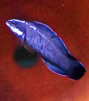 Pseudochromis springerii deutsche Nachzucht Meerwasser