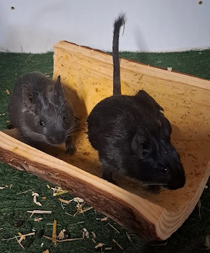 Degu Jungs 