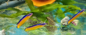 Pseudochromis aldabraensis deutsche Nachzucht Meerwasser