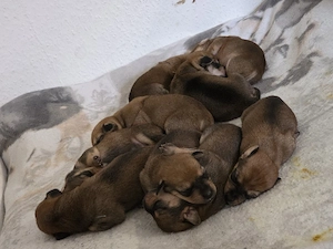 4 von 9 bezaubernden Dackel-Shiba-Inu-Mix-Welpen suchen liebevolle Familien       Bild 2