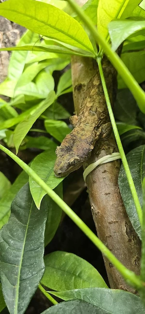 Mniarogekko Chahoua, Chahoa Gecko NZ von Grisus Welt