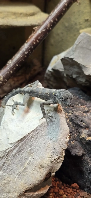 Pristurus carteri, Skorpionschwanzgecko Bild 2