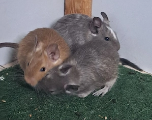 Degu Weibchen 