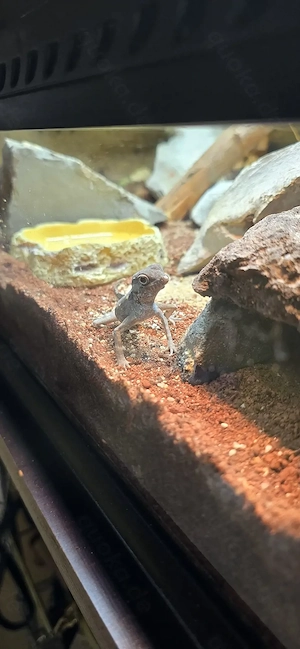 Pristurus carteri, Skorpionschwanzgecko Bild 5