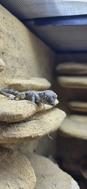 Pristurus carteri, Skorpionschwanzgecko Bild 3