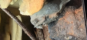 Pristurus carteri, Skorpionschwanzgecko Bild 4