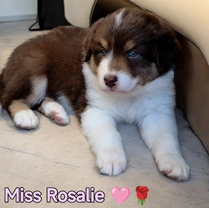 Australian Shepherd Welpen in Red White Copper mit Papieren