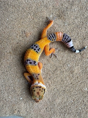 Leopardengecko-Babys 
