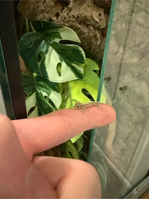 Lepidodactylus Lugubris, Jungferngeckos, Gecko, Angebot