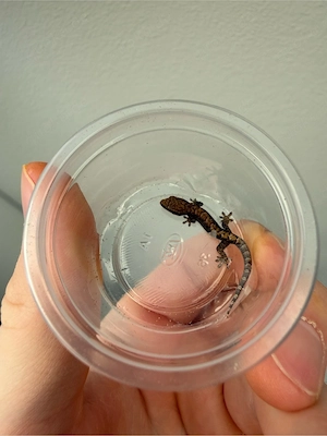 Jungferngeckos, Lepidodactylus Lugubris