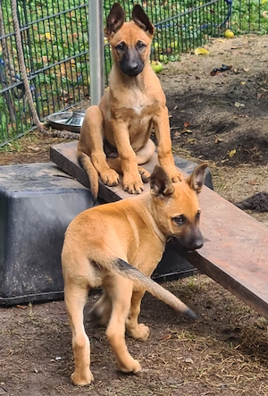 Belgischer Schäferhund Welpen, Malinois Bild 3