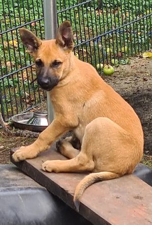 Belgischer Schäferhund Welpen, Malinois Bild 7