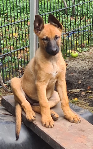 Malinois Welpen 10Wochen alt 