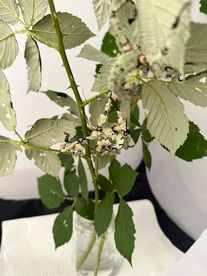 Extatosoma Tiaratum Lichen, Australische gespenstschrecken, Phasmiden, Flechten auf Anfrage