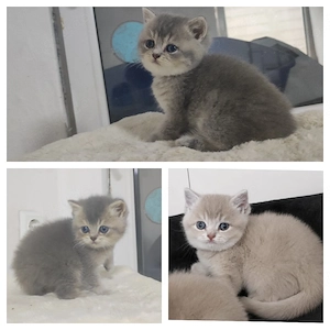 BKH Kitten Blue Golden Shaded 