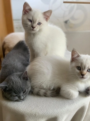 Liebevolle Katzenbabys abzugeben   3 Monate alt 