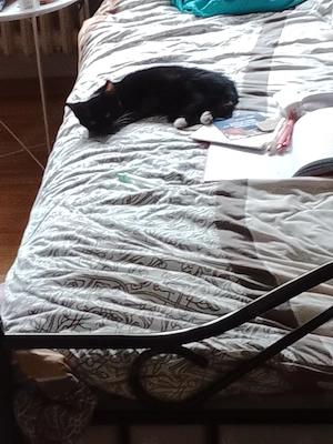 Babykatze sucht ein neues zu Hause 