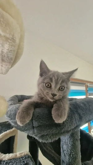  Süßer BKH-Kater sucht ein liebevolles Zuhause   
