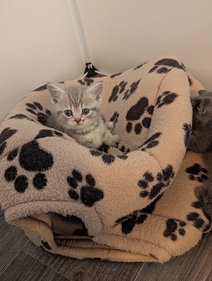 Süße BKH Kitten suchen einen schönes Zuhause 