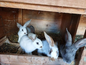 Junge Mix Kaninchen Mittelgroß abzugeben Bild 2