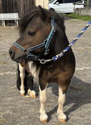 Mini Shetty Hengst