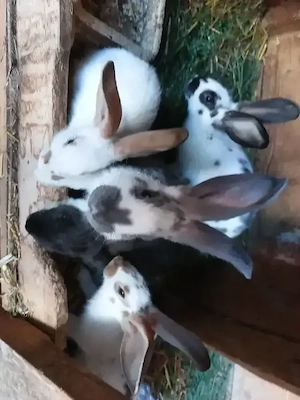 Junge Mix Kaninchen Mittelgroß abzugeben