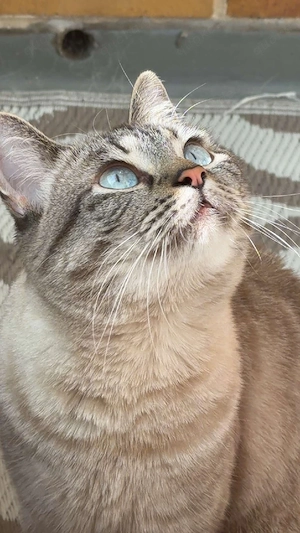 Katze.      