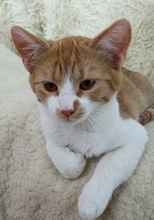 Liebevolle junge Katzen mit Herz suchen ihre Familie