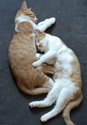 Liebevolle junge Katzen mit Herz suchen ihre Familie Bild 7